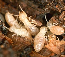 photo_termites.jpg